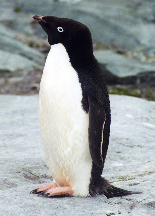 Пінгвін Аделі — належить до Кілегрудих, проте не здатен до польоту